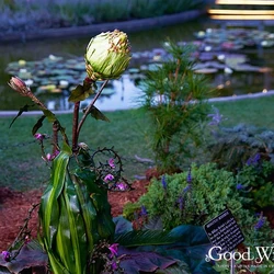 Merriwick Family The Good Witch Wiki Fandom