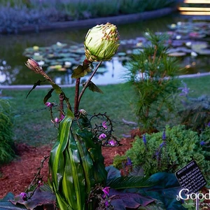 Merriwick Family The Good Witch Wiki Fandom