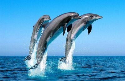 Dolphins