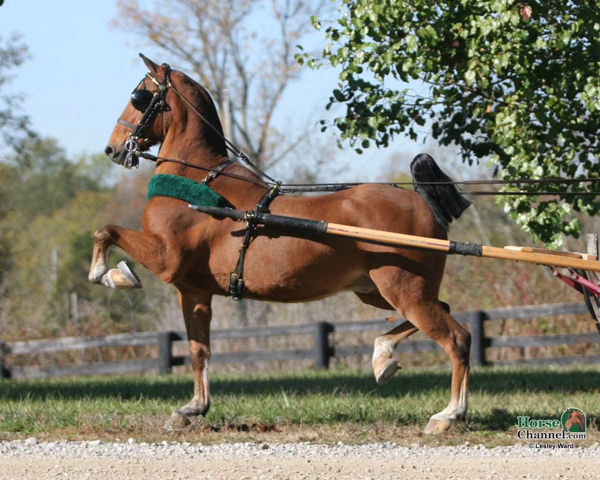 Hackney The Horse Breed Wiki Fandom