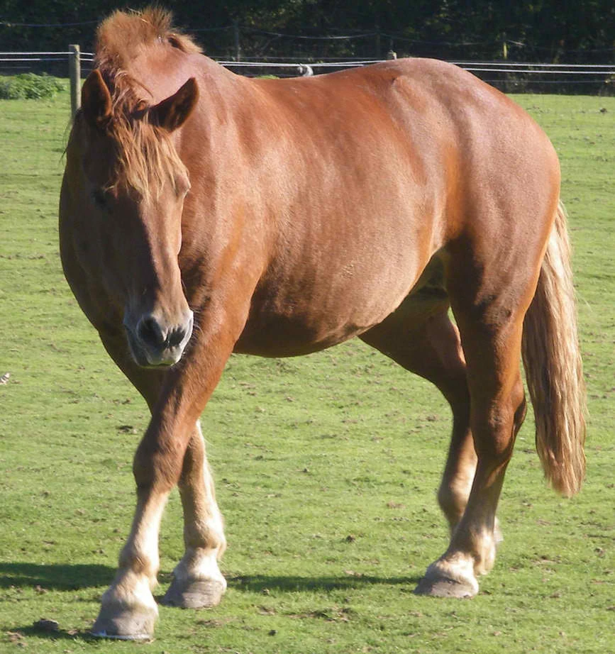 Suffolk Punch The Horse Breed Wiki Fandom