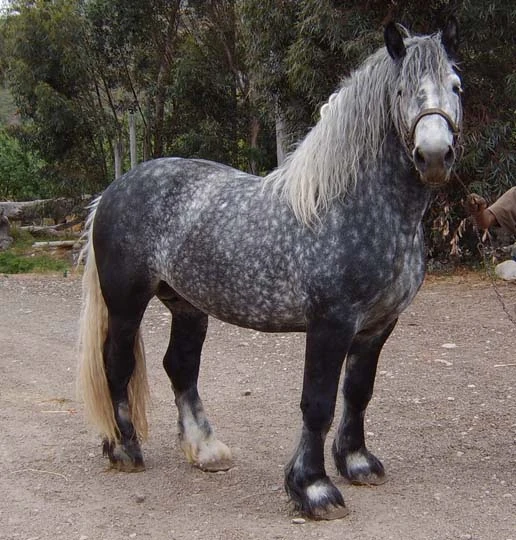 Percheron The Horse Breed Wiki Fandom