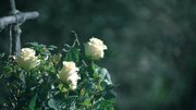 7x04 Herc-a-lees Roses 1