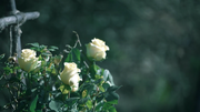 7x04 Herc-a-lees Roses 1.png