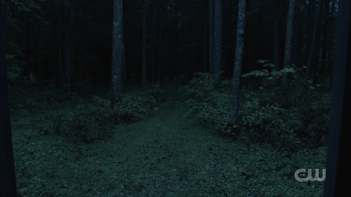 Деревья, растущие в дендрарии