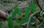 7x04 Skyring Paint berries crop.png