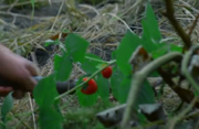 7x04 Skyring Paint berries crop