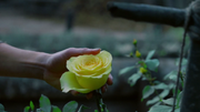 7x04 Herc-a-lees Rose 1.png