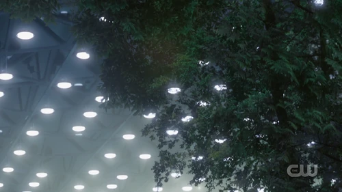 Деревья, растущие в дендрарии.