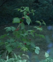 Hesperides - Paint Berries.png