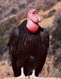 2009-01-condor