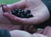 Katniss and Peeta holding out nightlock berries