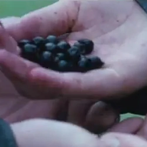 Hunger Games Peeta And Katniss Berries