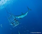 Guadalupe Shark Diving 3