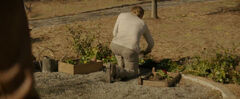 Peeta plantando Primulas