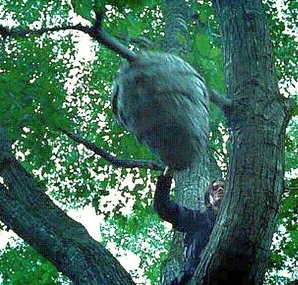 Гнездо ос-убийц