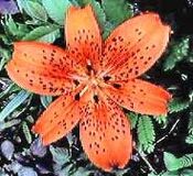 Tiger lilies