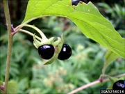 Owoce pokrzyku wilczej jagody