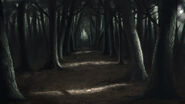 Creepy Forest