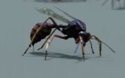 A tracker jacker.