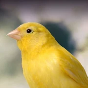 Song-canary