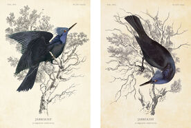 Jabberjays art