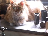 Domesticated animals