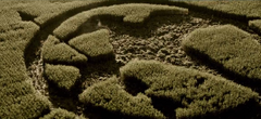 Insignia de sinsajo representada en un campo de maíz.png