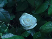 White rose