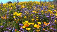 Wildflowers