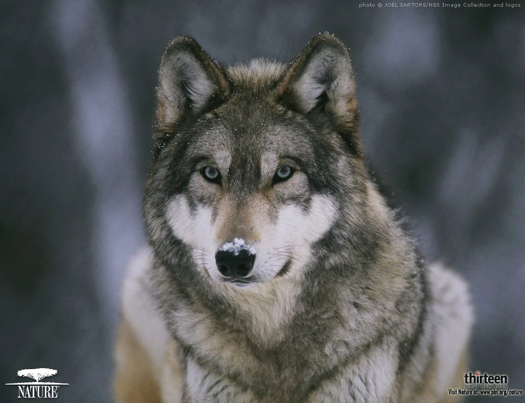 Fan-made Muttations | The Hunger Games Role Playing Wiki | Fandom