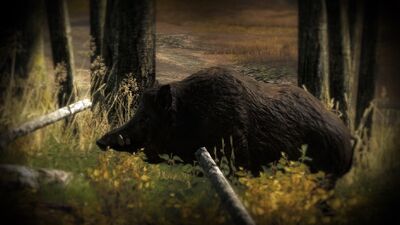 Wildschwein02