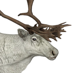 Leukistische Menschen