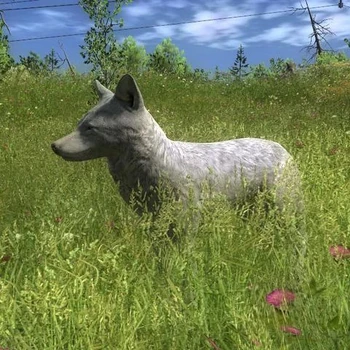 Species COY B albino