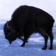 Bison melanistic