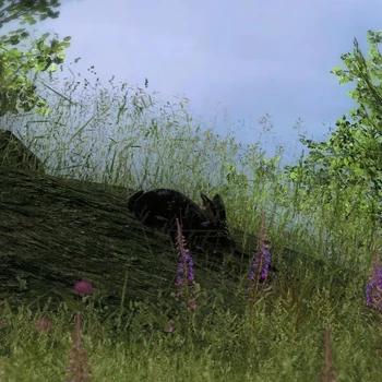 Cottontail rabbit melanistic