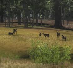 Live muledeer doe 004