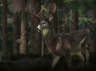 Whitetail02