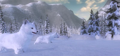  Zwei Polarfüchse im Tiefschnee