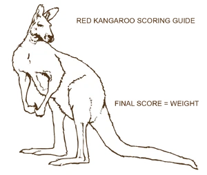 Red kangaroo