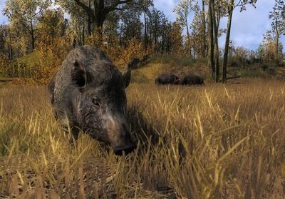 Wildschwein01