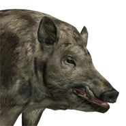 Feral hog male piebald.png (97 KB) Razorback