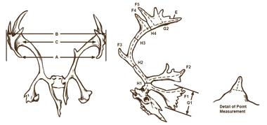 Antlers reindeer