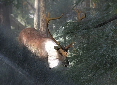  Ein schönes Männchen in der Sonne. Gut erkennbar die weiße "Mähne", an der man Männchen gut identifizieren kann.