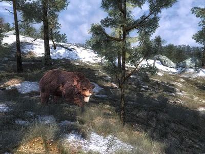  Braunbär auf der Nahrungssuche