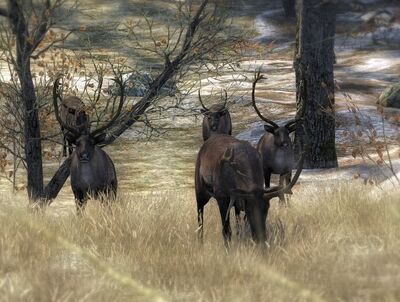  Ein typisches Rudel weiblicher Tiere.