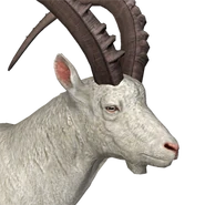 Alpine ibex male albino.png (90 KB) Alpensteinbock