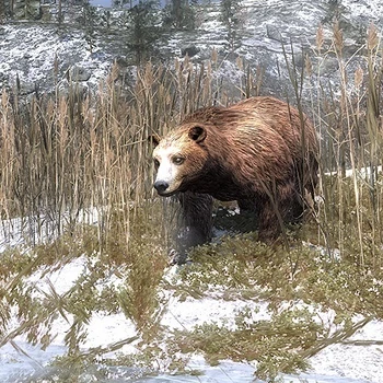 Braunbär Infotabelle