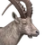 Alpine ibex male common