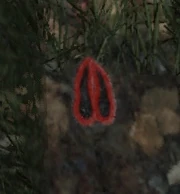 Spur Roe Deer ziehend.jpg